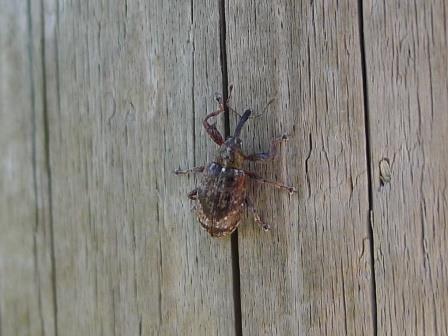 Apfelblütenstecher 2015b.JPG